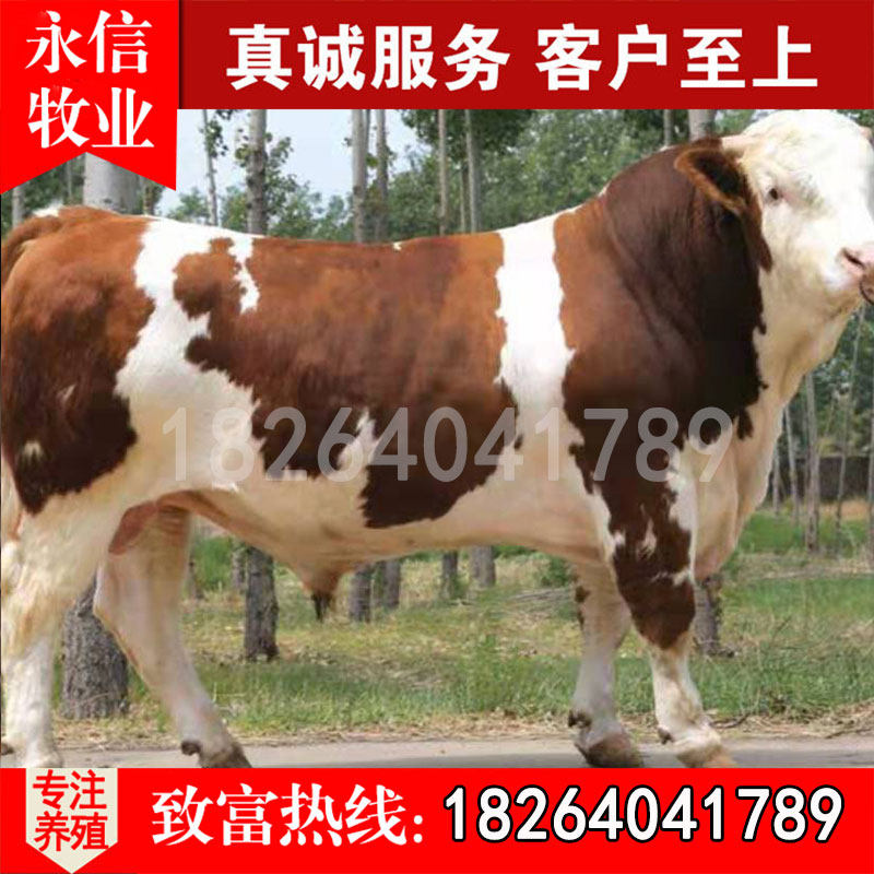 肉牛犊子小牛活体出售黄牛活苗大型种牛西门塔尔牛仔五元牛殖技术|ruв категории животноводства/аквакультура материалов, животноводства/аквакультура услуг, животноводства/аквакультура технического обслуживания - от Buy2taobao.com для оказания профессиональной услуги покупки агента Taobao