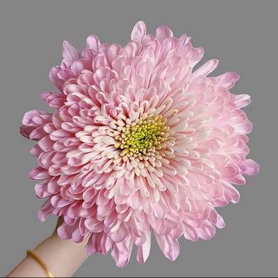 国菊2.传统大菊花江户绘卷独本菊切花菊盆栽植物花卉育苗钵小苗