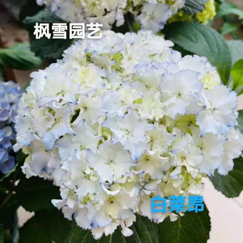 枫雪园艺 白莱昂 变异进口大花绣球花苗庭院阳台植物花卉扦插苗