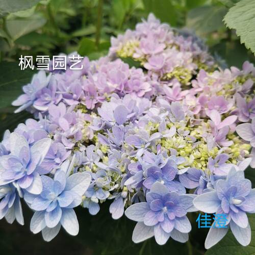 枫雪园艺佳澄佳庭院花卉盆栽绣球