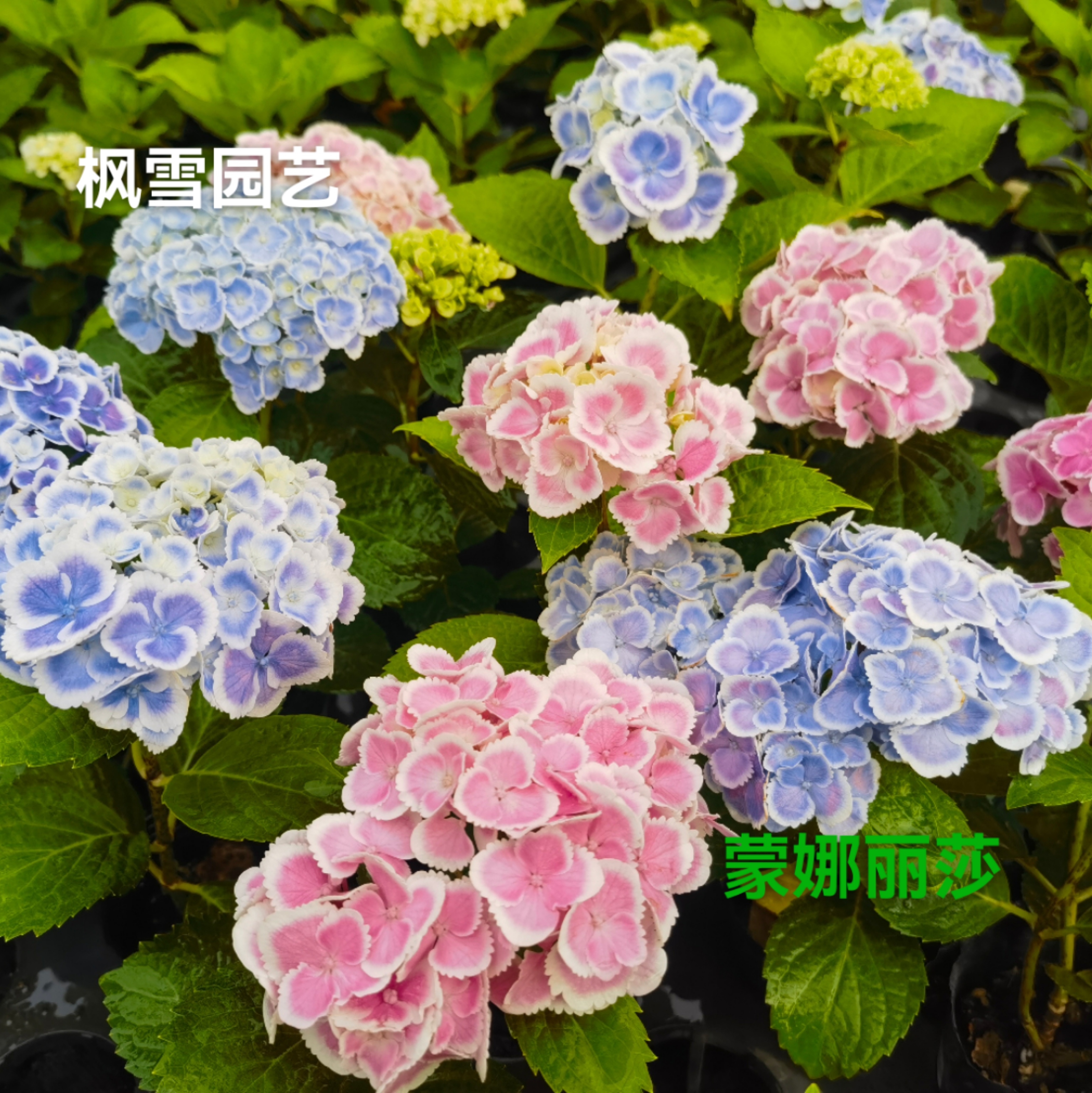 园艺进口绣球花苗蒙娜丽莎