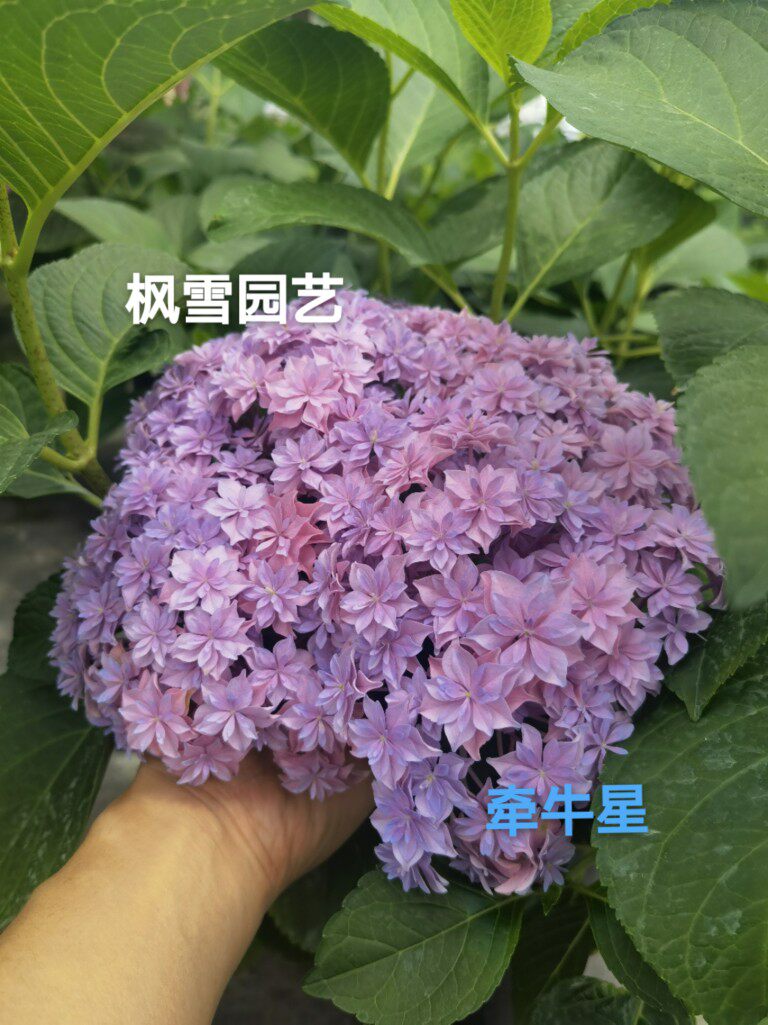 绣球一加仑盆苗卡伦芳醇三河千鸟有松恋物语白寿红牵牛星2盆包邮