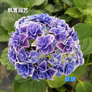 大花绣球花苗独角兽山紫水明雅姬寿花鸟风月凤凰卷卷 6.新品