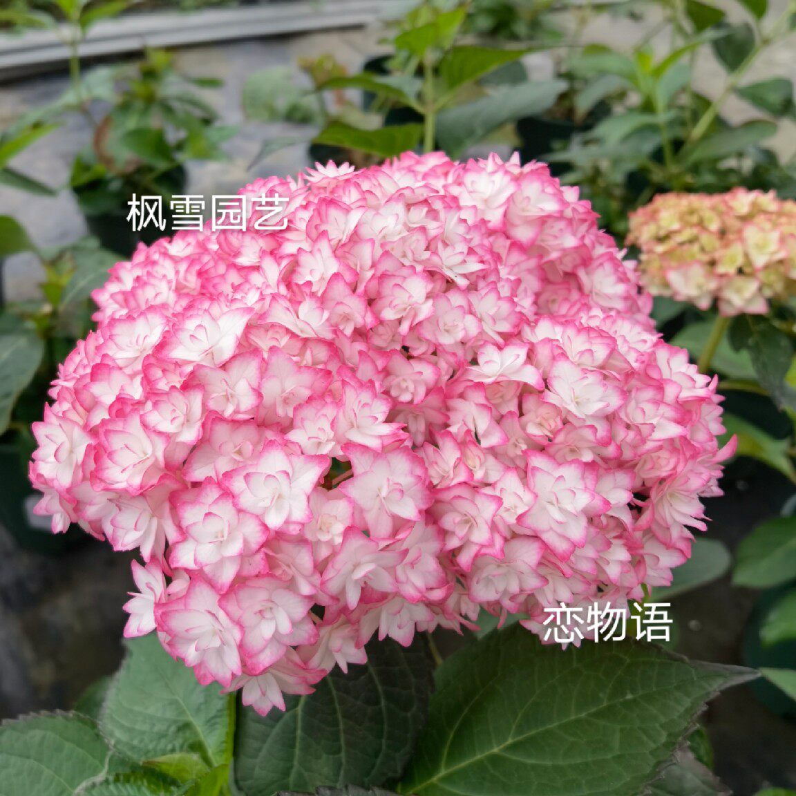 彩色梦想饰品海军恋物语女儿节庭院花卉盆栽进口大花绣球花苗小苗