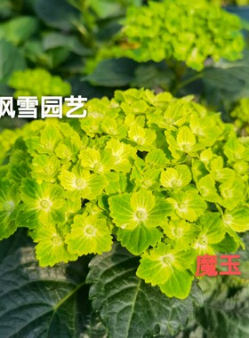 枫雪园艺 魔玉  庭院子露天花卉进口绣球花苗扦插苗绿色