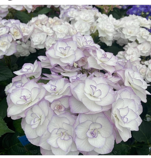 枫雪园艺 闪亮/光云 超新品大花绣球盆栽院子进口重瓣植物花苗