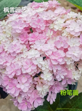 7.超新品光云蒙特露娜艾丽丝水晶面纱稀有品大花绣球盆栽植物花苗