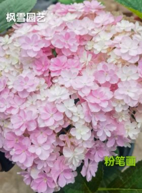 7.超新品光云蒙特露娜艾丽丝水晶面纱稀有品大花绣球盆栽植物花苗