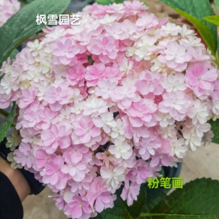 7.超新品光云蒙特露娜艾丽丝水晶面纱稀有品大花绣球盆栽植物花苗