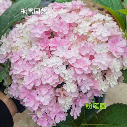 7.超新品光云蒙特露娜艾丽丝水晶面纱稀有品大花绣球盆栽植物花苗