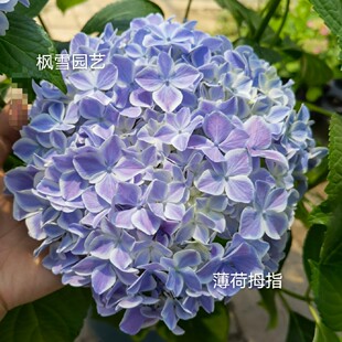 枫雪园艺 薄荷拇指 阳台盆栽庭院花园植物花卉大花绣球花新品