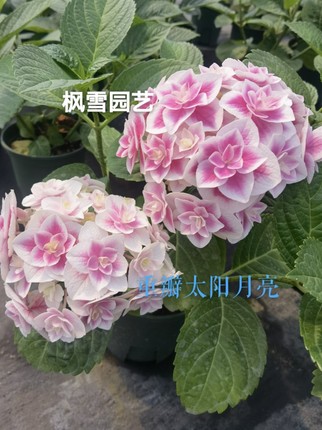 花鸟风月恋心凤凰卷卷山紫水明柠檬之吻大花绣球新品15控根盆花苗