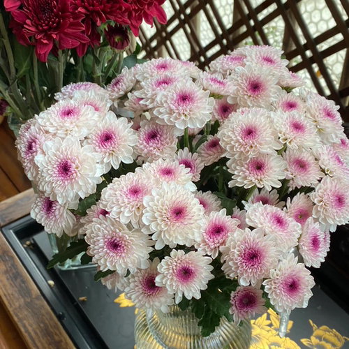 枫雪园艺 进口切花菊小雏菊吉姆绿天赞花植物花卉花苗育苗钵小苗