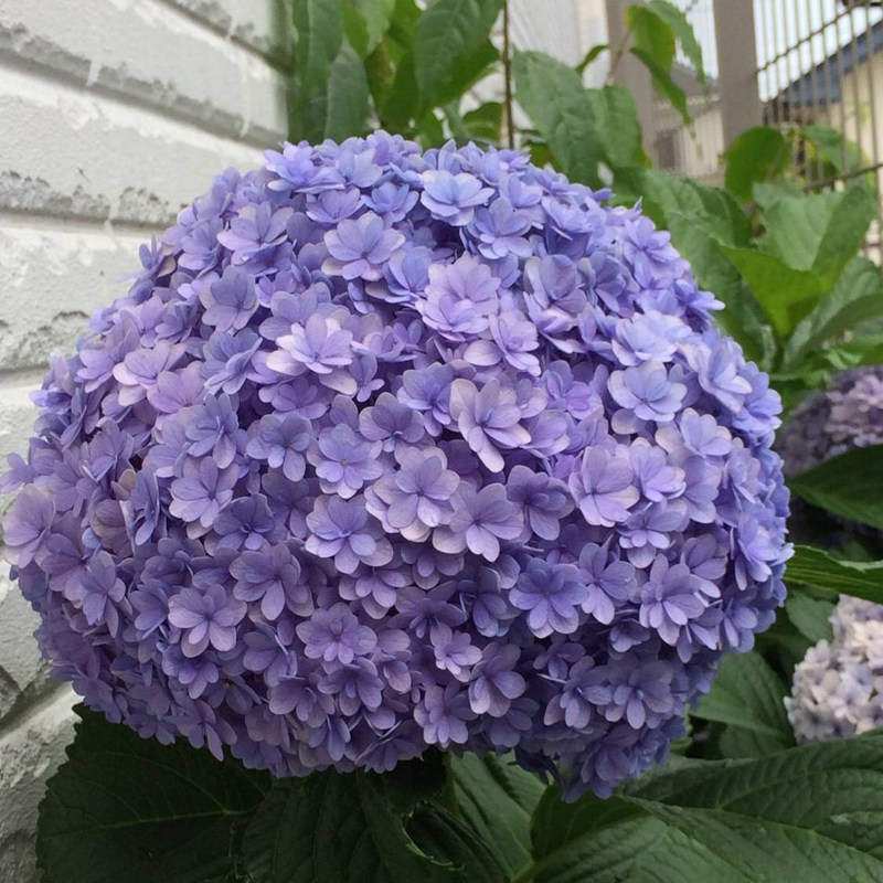 枫雪园艺日本进口重瓣绣球花卉绿植扦插苗1加仑苗庭院 花手球