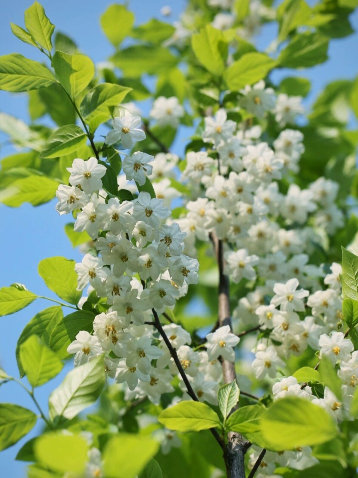 野茉莉安息香玉玲花树苗秤锤花浓香型花卉四季开花耐寒庭院风景树