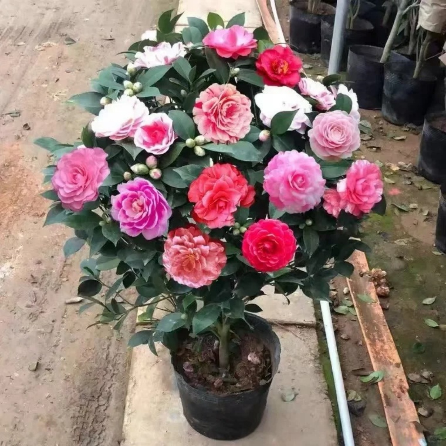 多色茶花树苗带花苞发货盆栽浓香型室外室内五色赤丹植物四季开花