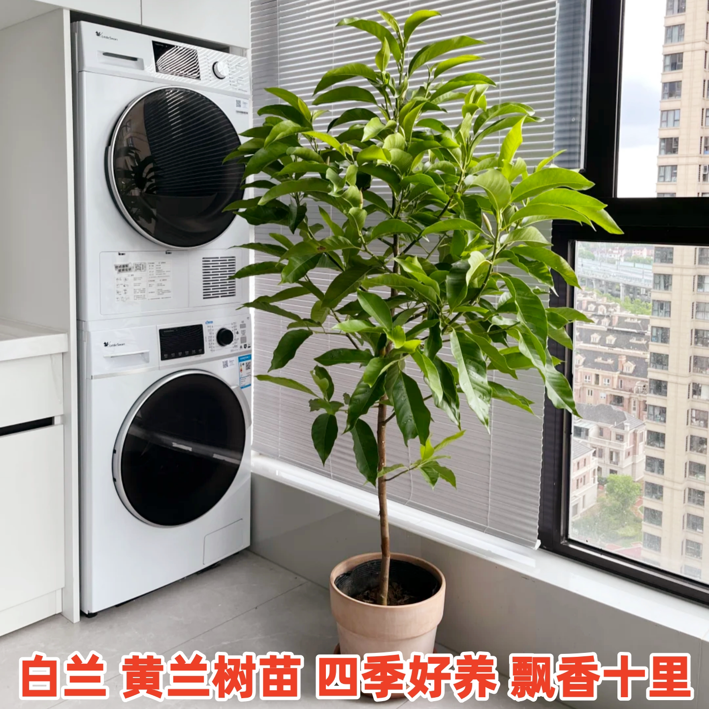 白兰花黄角兰室内阳台浓香盆栽