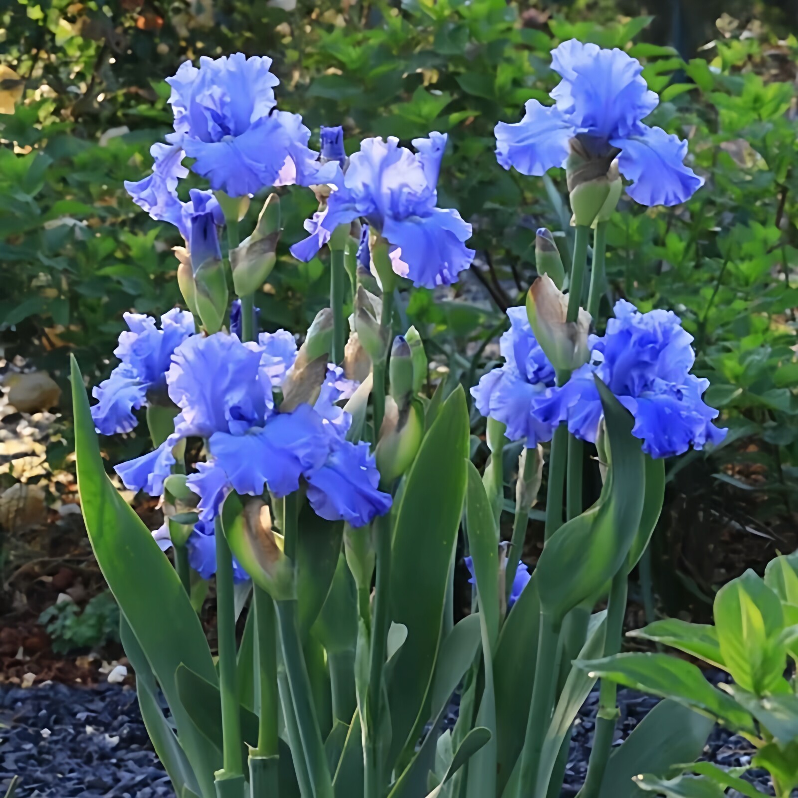 德国进口鸢尾花苗多年生阳台盆栽庭院地栽四季易活耐寒热花卉植物