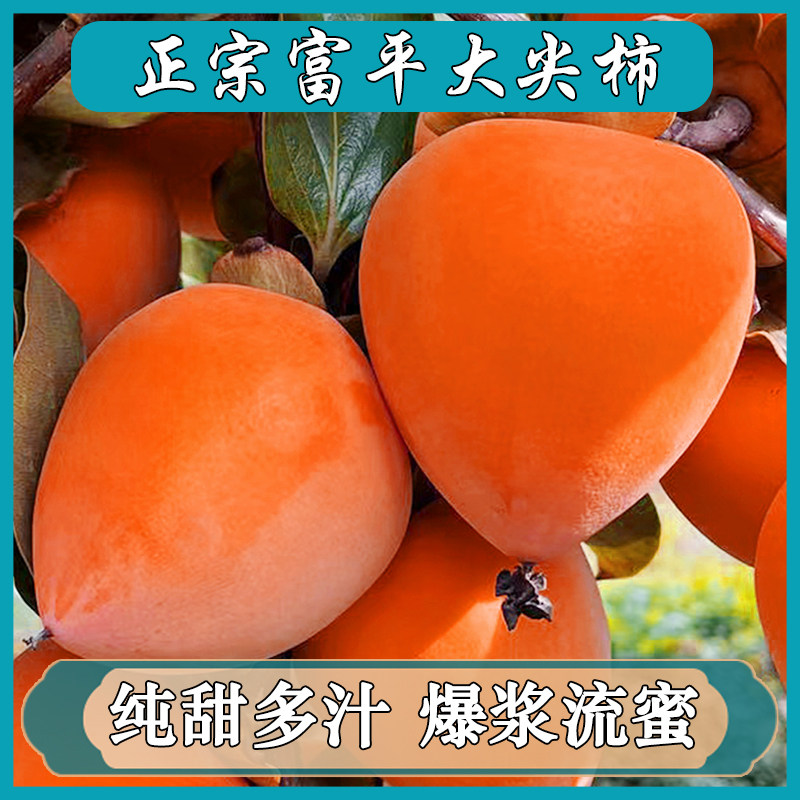 2025富平尖柿新鲜水果吊柿陕西当季现摘现发挂柿饼大柿子孕妇水果