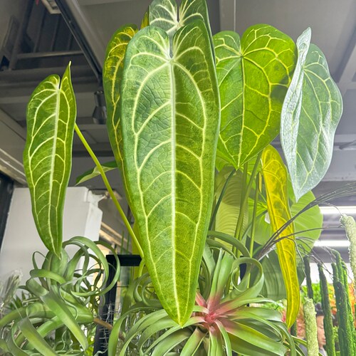 网红大叶子绿植植物墙造景装饰