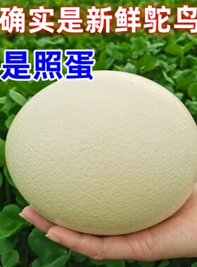 新鲜非洲鸵鸟蛋巨大蛋顺丰包邮