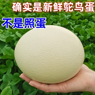 新鲜非洲鸵鸟蛋鸸鹋苗蛋大号巨大蛋可食用送礼撞蛋礼品顺丰包邮