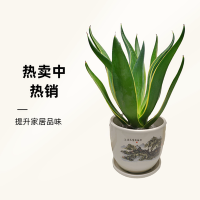 金边龙舌兰盆栽室内多肉植物