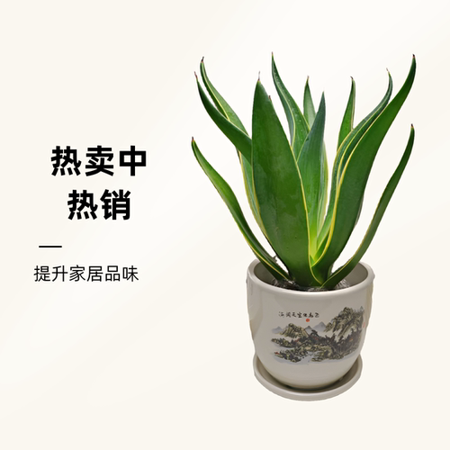 金边龙舌兰盆栽室内多肉植物