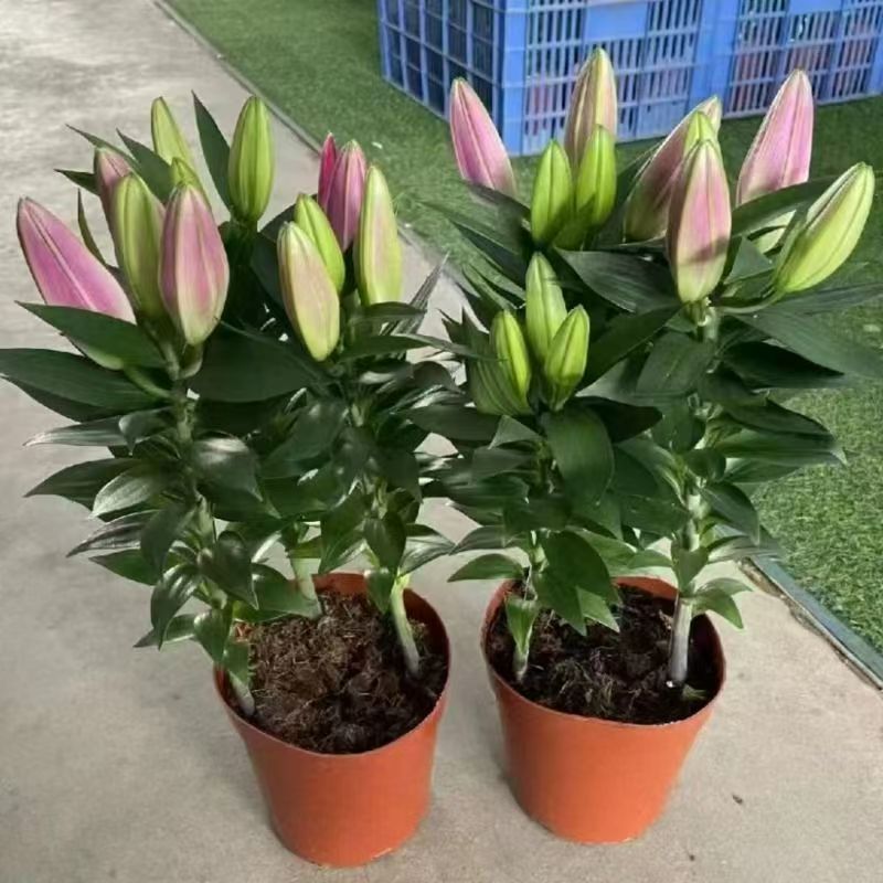 香水百合带花苞盆栽苗室内客厅四季好养植物花卉净化空气绿植阳台