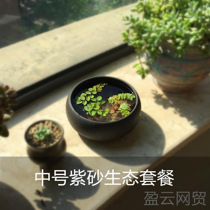 正品创意紫砂陶瓷缸桌面态盆造景微景观水培鱼植盆景浮生萍观赏鱼
