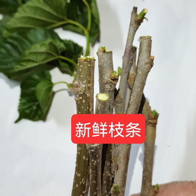 新鲜现采中药桑树枝条扦插桑枝桑木棍蚕桑树枝经络拍打破关桑枝棒