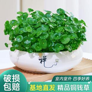 好养花卉盆栽 铜钱草水培植物带叶室内桌面水养绿植金钱草室外四季