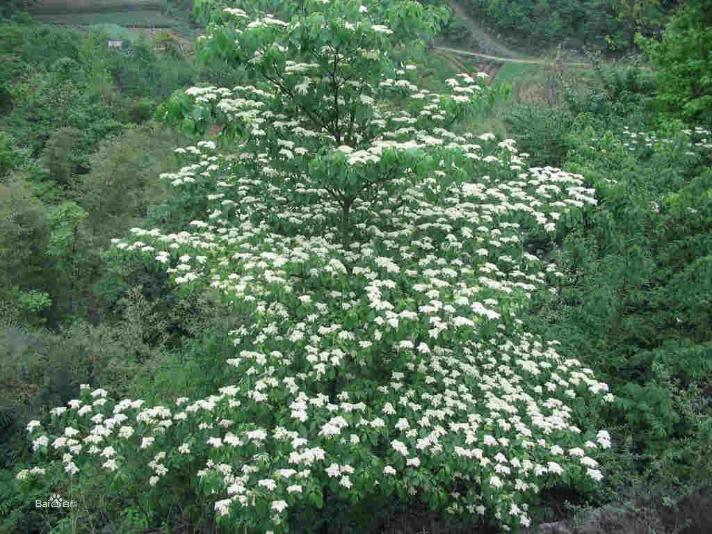稀有品种别墅树灯台树苗花卉室外 庭院.四季常绿.植物.南北方种植