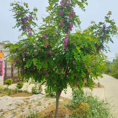 食用香花槐树苗富贵树槐花苗红花槐树苗庭院绿化花园植物洋槐树苗