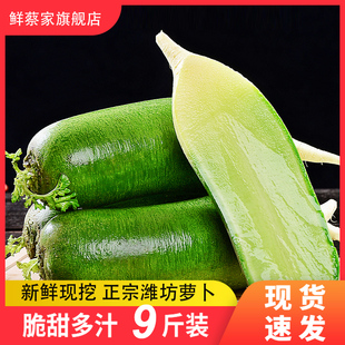 潍坊水果青萝卜新鲜甜脆型生吃正宗潍县青凤梨冰淇淋红沙窝胡萝卜