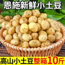 正宗恩施小土豆5斤 富硒新鲜洋芋迷你黄心士豆湖北马铃薯蔬菜3 包邮