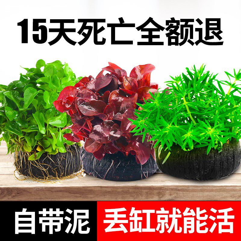 坨草水草淘宝天猫优惠券大全 品牌精品汇聚 价格大全移动版 最宠网