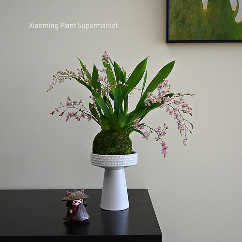 香水文心兰粉花苔藓球盆栽