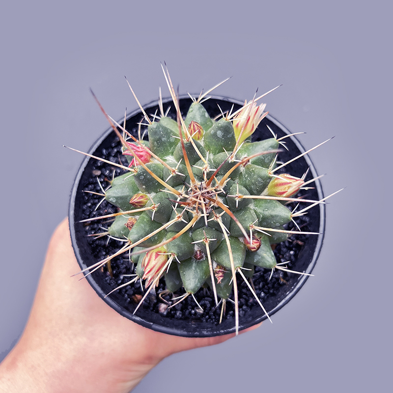 白龙丸实生仙人球白龙王开花办公室防辐射多肉植物好养小盆栽花卉