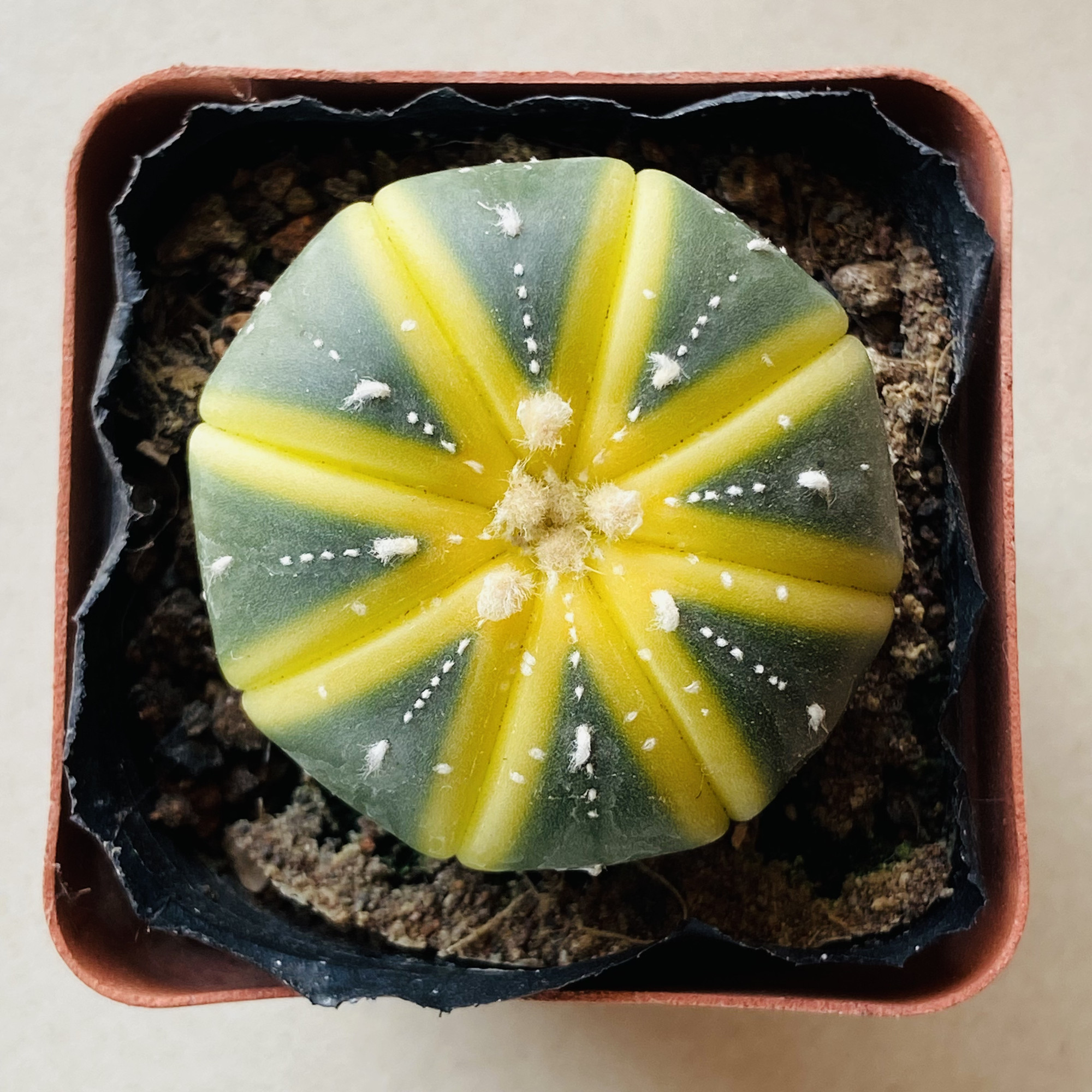 星兜锦仙人球多肉植物好养仙人掌室内小盆栽