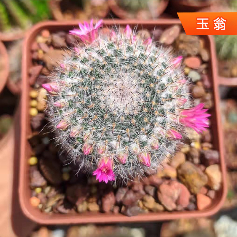 玉翁实生仙人球组合多肉植物开花机器仙人掌大颗办公防辐射小盆栽