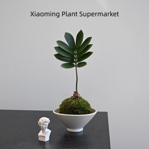 老桩墨西哥铁树苔藓球室内小盆栽