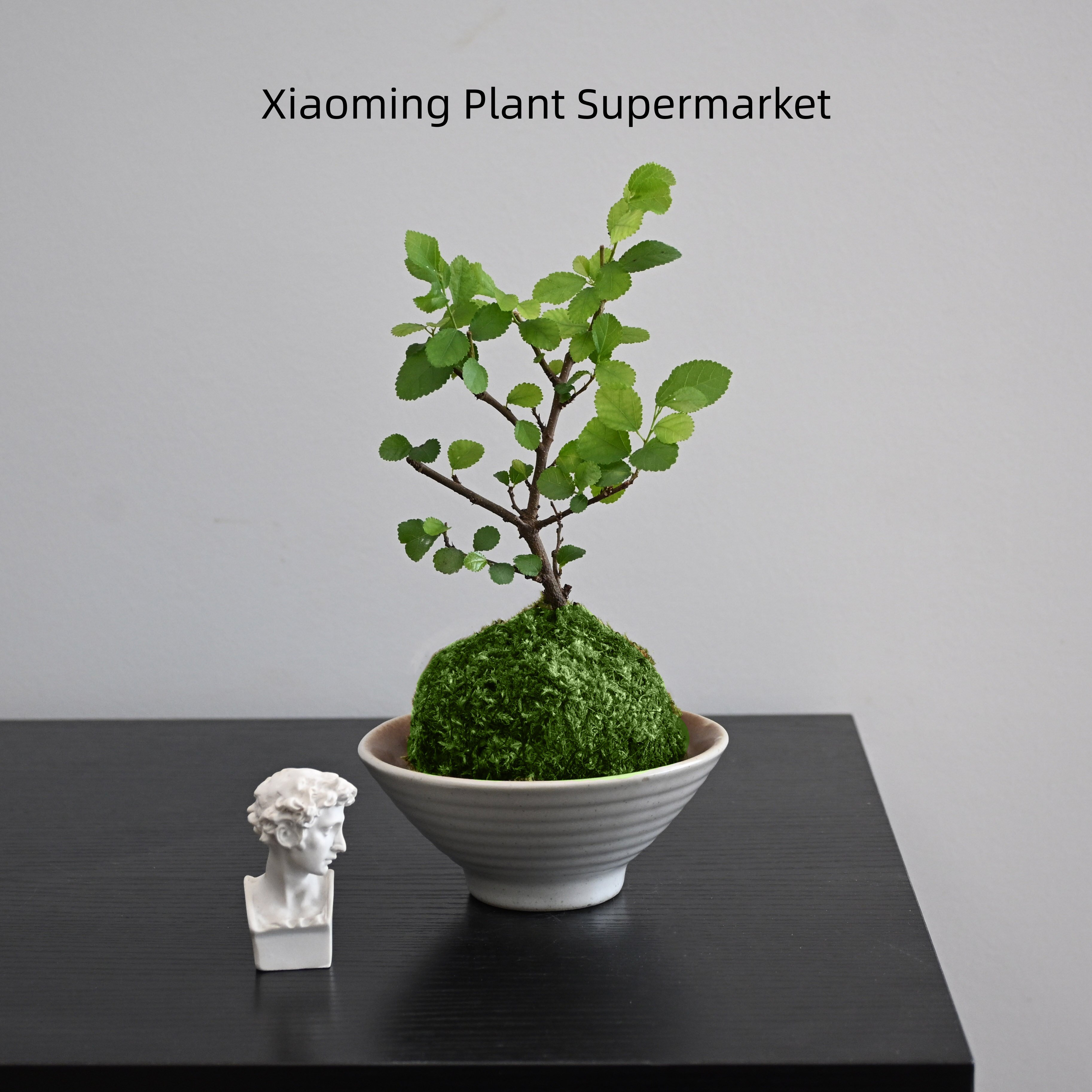 姬水莲木苔藓球桌面绿植易养