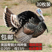 美国纯种青铜火鸡种蛋受精蛋火鸡蛋1