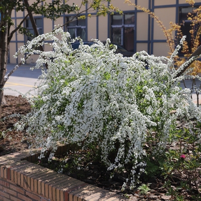 喷雪花盆栽室内外耐寒好养雪柳植物耐热庭院阳台种植花园开花机器