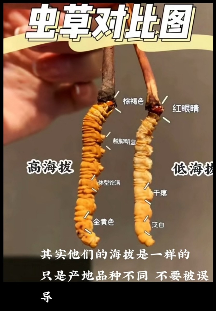 正品虫草高原鲜冬虫夏草西藏那曲青海玉树野生正宗冬虫夏草