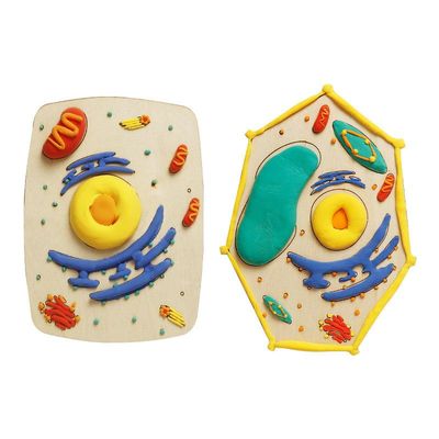 动物细胞模型成品七年级