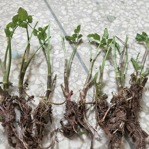 野生水芹菜质量怎么样 野生水芹菜口碑怎么样 小麦优选