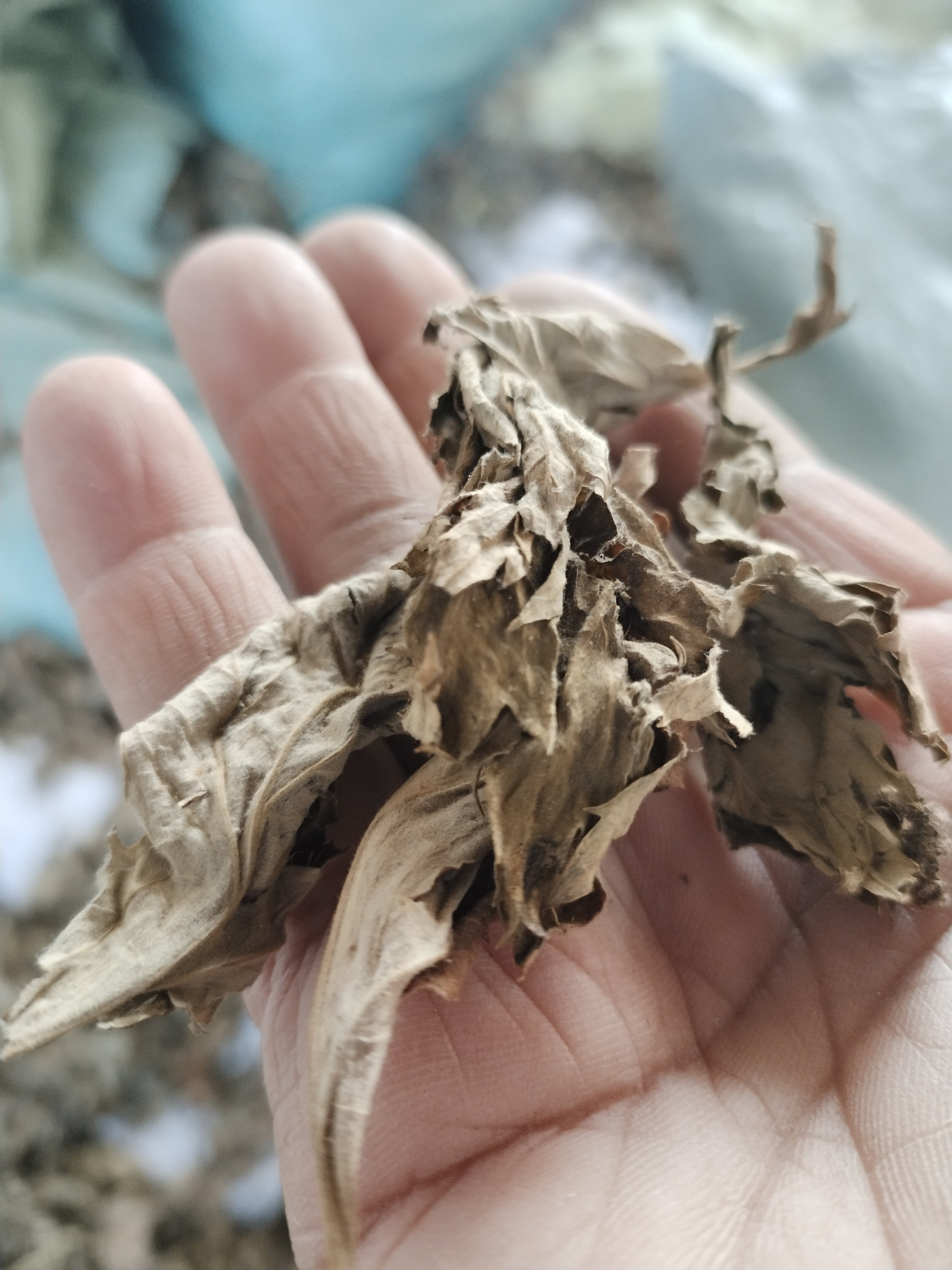 三年陈艾叶蕲春艾草艾叶泡脚包可打艾绒蕲春发货纯艾叶月子洗澡艾