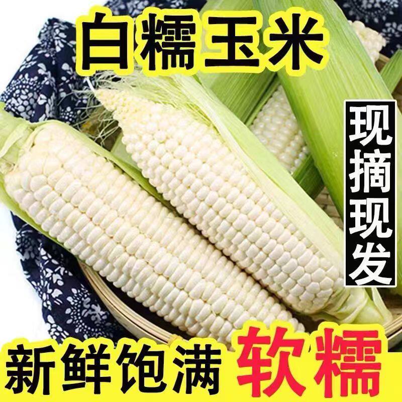 白糯玉米原产地直发黏玉米棒子